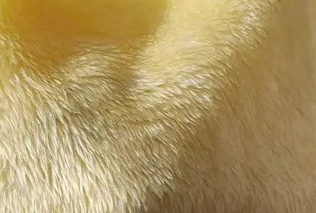Tecido pelúcia velboa: conheça mais sobre
