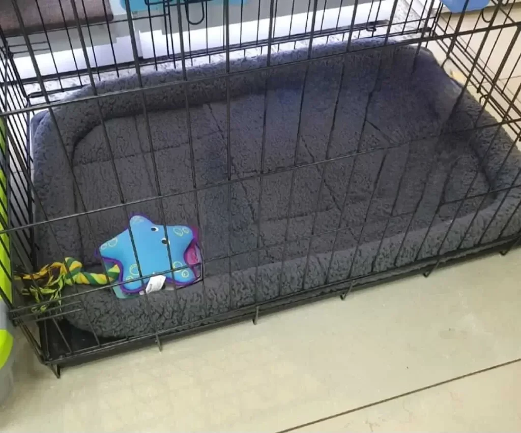 Como a escolha correta de tecido para pets garante conforto e segurança