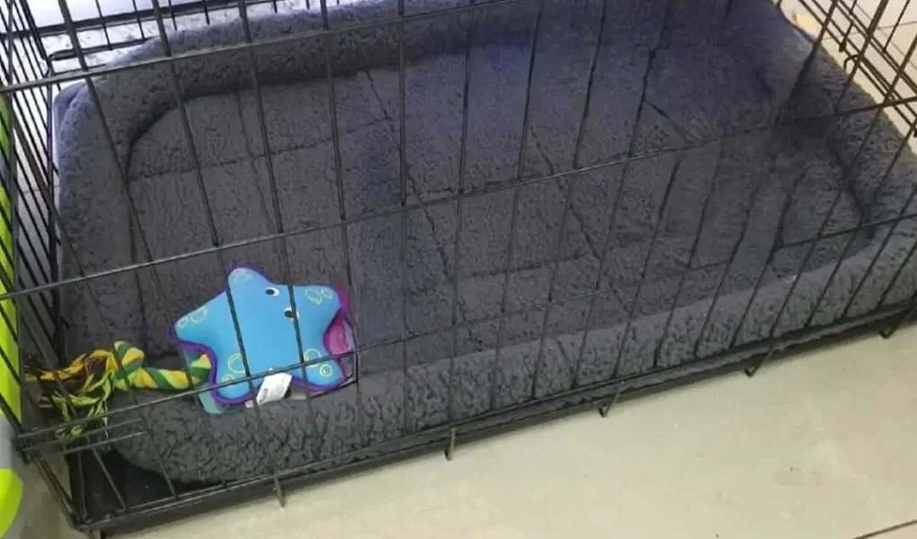 Qual o melhor tecido para brinquedos de pets?
