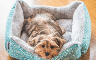 Tecido para cama de pet: como escolher o melhor para conforto e durabilidade