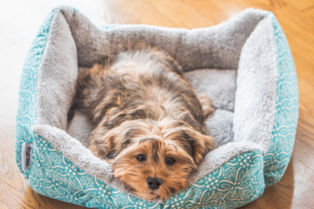 Tecido para cama de pet: como escolher o melhor para conforto e durabilidade