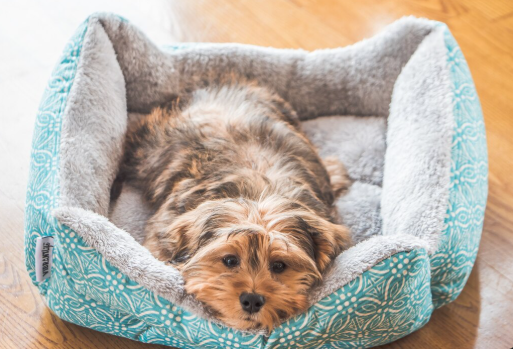 Tecido para cama de pet: como escolher o melhor para conforto e durabilidade